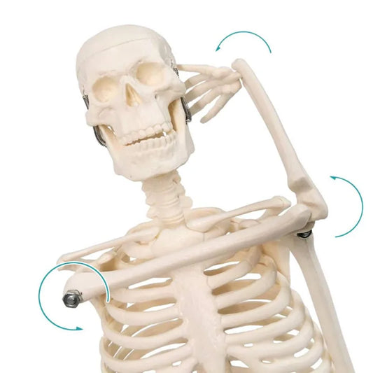 Human Skeleton Anatomical Model, Spine Education and Training Tool, 45cm