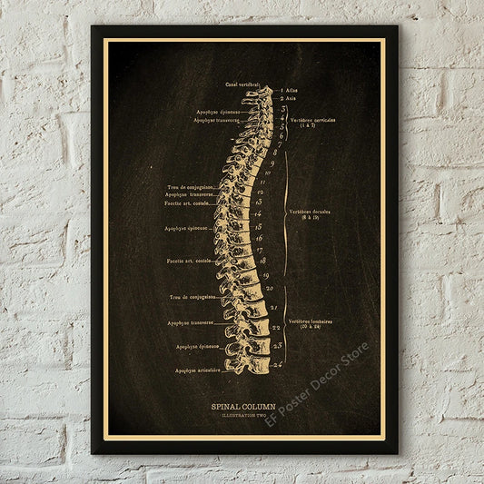 Medical Poster Vintage Anatomy Illustration Posters Prints Rib Cage/Human Heart/Brain/Skull Painting Home Clinic Art Wall Decor