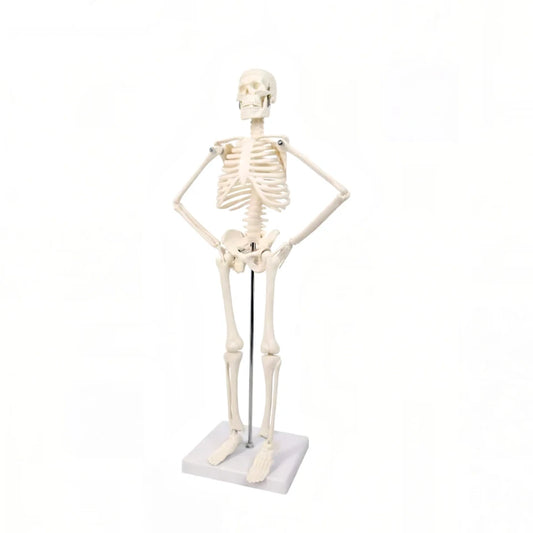 Modelo anatômico do esqueleto humano, ferramenta da instrução e do treinamento da espinha, 45cm