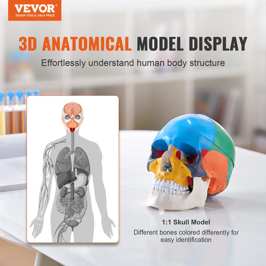 VEVOR-Life Size Painted Human Skull Model, PVC, Detachable, Anatomy, Professional Teaching, Learning, Apprenticeship