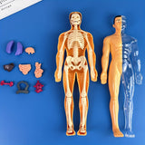 Human Anatomy Model Kit for Educational Purpose - 1 Set Clear Plastic Medical Teaching Skeleton with Detachable Organs, English Language Instruction, Anatomical Body Structure Learning Tool for Science Classroom Demonstration