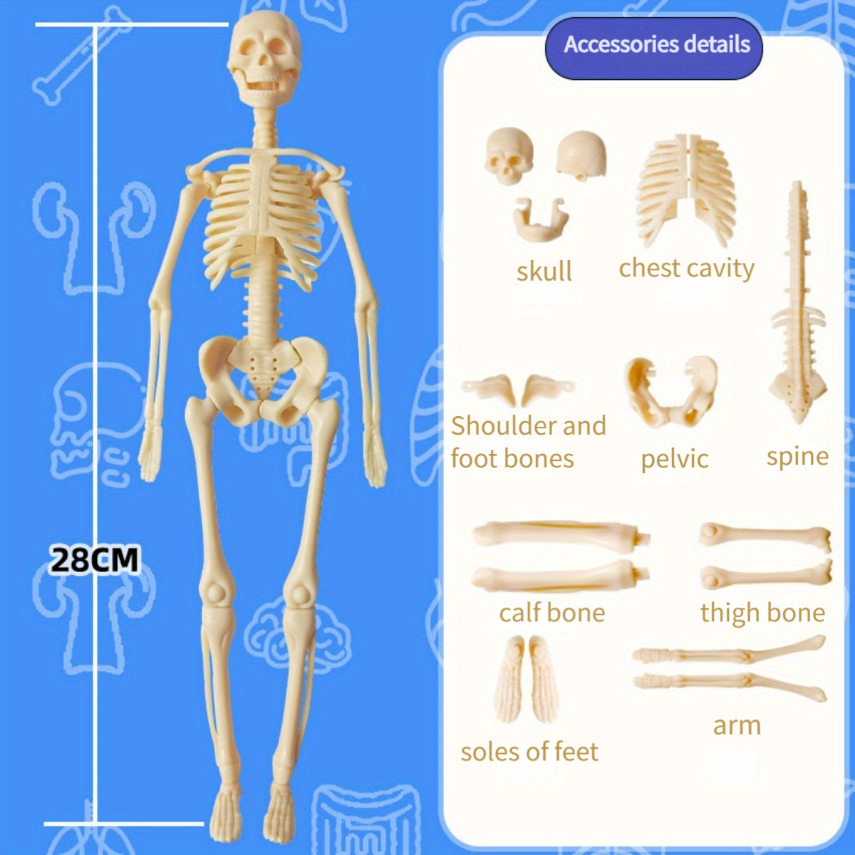 Human Anatomy Model Kit for Educational Purpose - 1 Set Clear Plastic Medical Teaching Skeleton with Detachable Organs, English Language Instruction, Anatomical Body Structure Learning Tool for Science Classroom Demonstration