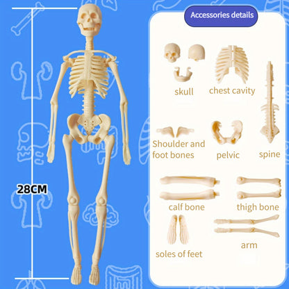 Human Anatomy Model Kit for Educational Purpose - 1 Set Clear Plastic Medical Teaching Skeleton with Detachable Organs, English Language Instruction, Anatomical Body Structure Learning Tool for Science Classroom Demonstration