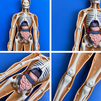 Human Anatomy Model Kit for Educational Purpose - 1 Set Clear Plastic Medical Teaching Skeleton with Detachable Organs, English Language Instruction, Anatomical Body Structure Learning Tool for Science Classroom Demonstration