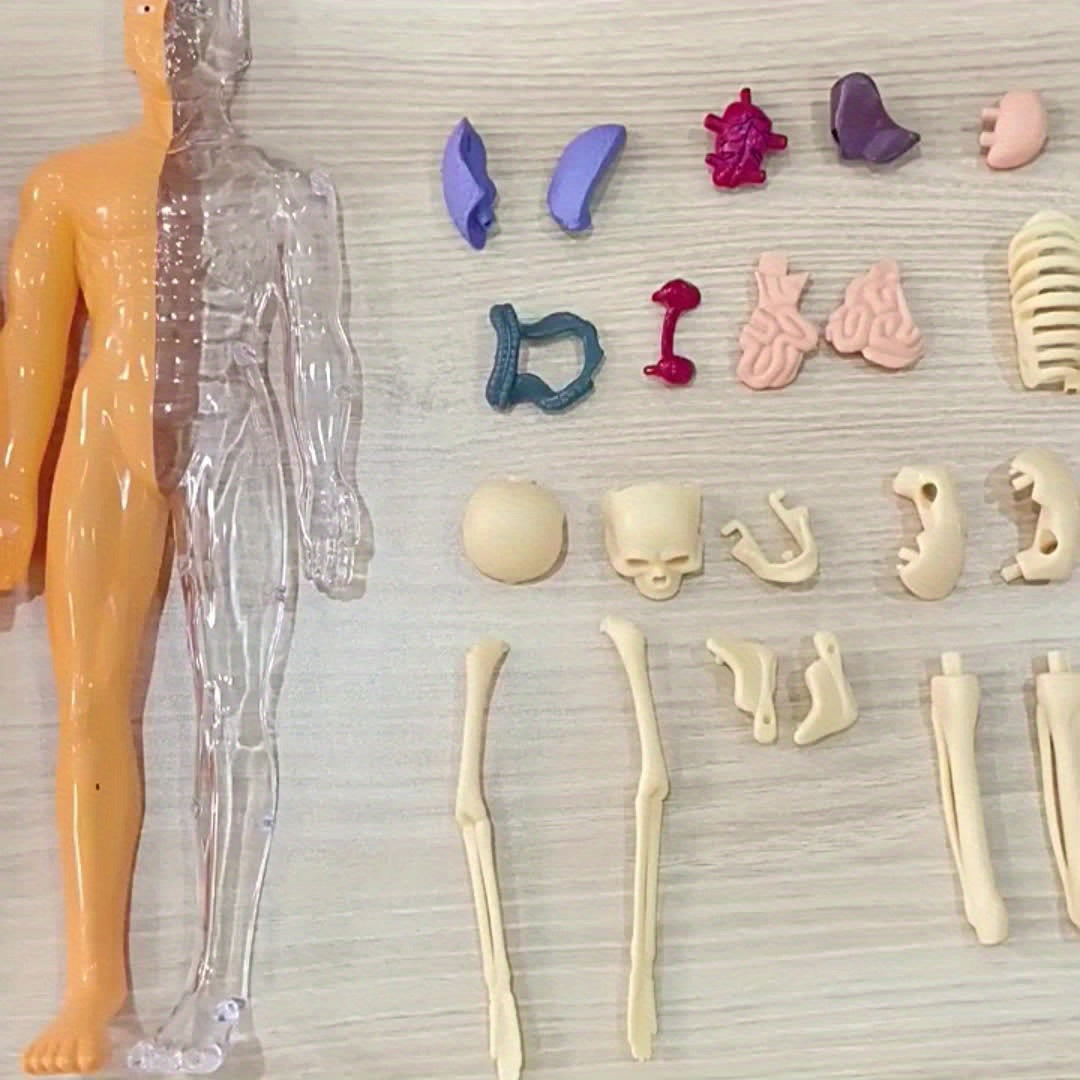 Human Anatomy Model Kit for Educational Purpose - 1 Set Clear Plastic Medical Teaching Skeleton with Detachable Organs, English Language Instruction, Anatomical Body Structure Learning Tool for Science Classroom Demonstration