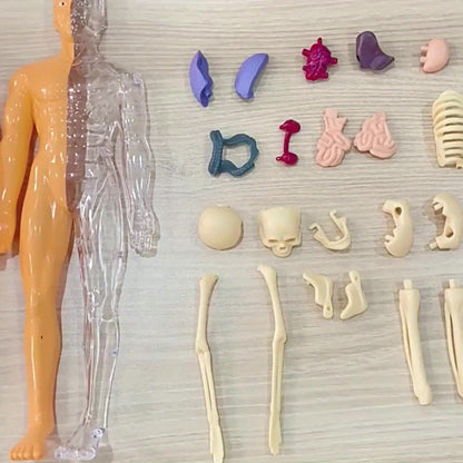 Human Anatomy Model Kit for Educational Purpose - 1 Set Clear Plastic Medical Teaching Skeleton with Detachable Organs, English Language Instruction, Anatomical Body Structure Learning Tool for Science Classroom Demonstration