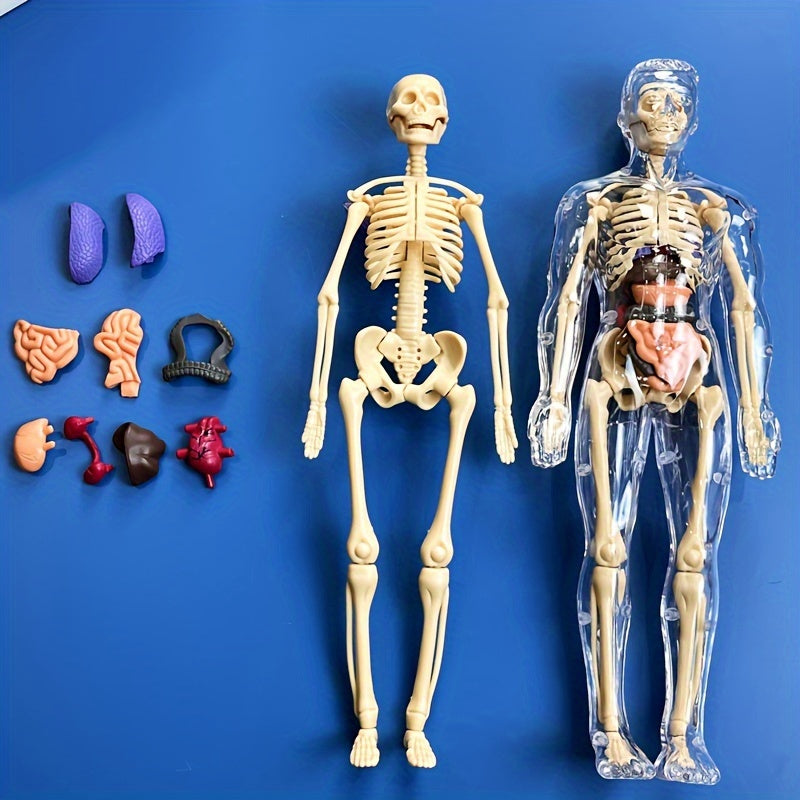 Human Anatomy Model Kit for Educational Purpose - 1 Set Clear Plastic Medical Teaching Skeleton with Detachable Organs, English Language Instruction, Anatomical Body Structure Learning Tool for Science Classroom Demonstration