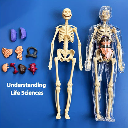 Human Anatomy Model Kit for Educational Purpose - 1 Set Clear Plastic Medical Teaching Skeleton with Detachable Organs, English Language Instruction, Anatomical Body Structure Learning Tool for Science Classroom Demonstration