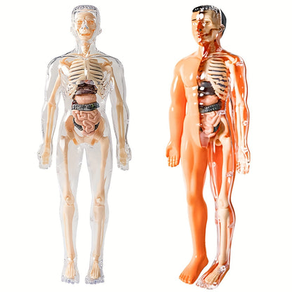 Human Anatomy Model Kit for Educational Purpose - 1 Set Clear Plastic Medical Teaching Skeleton with Detachable Organs, English Language Instruction, Anatomical Body Structure Learning Tool for Science Classroom Demonstration