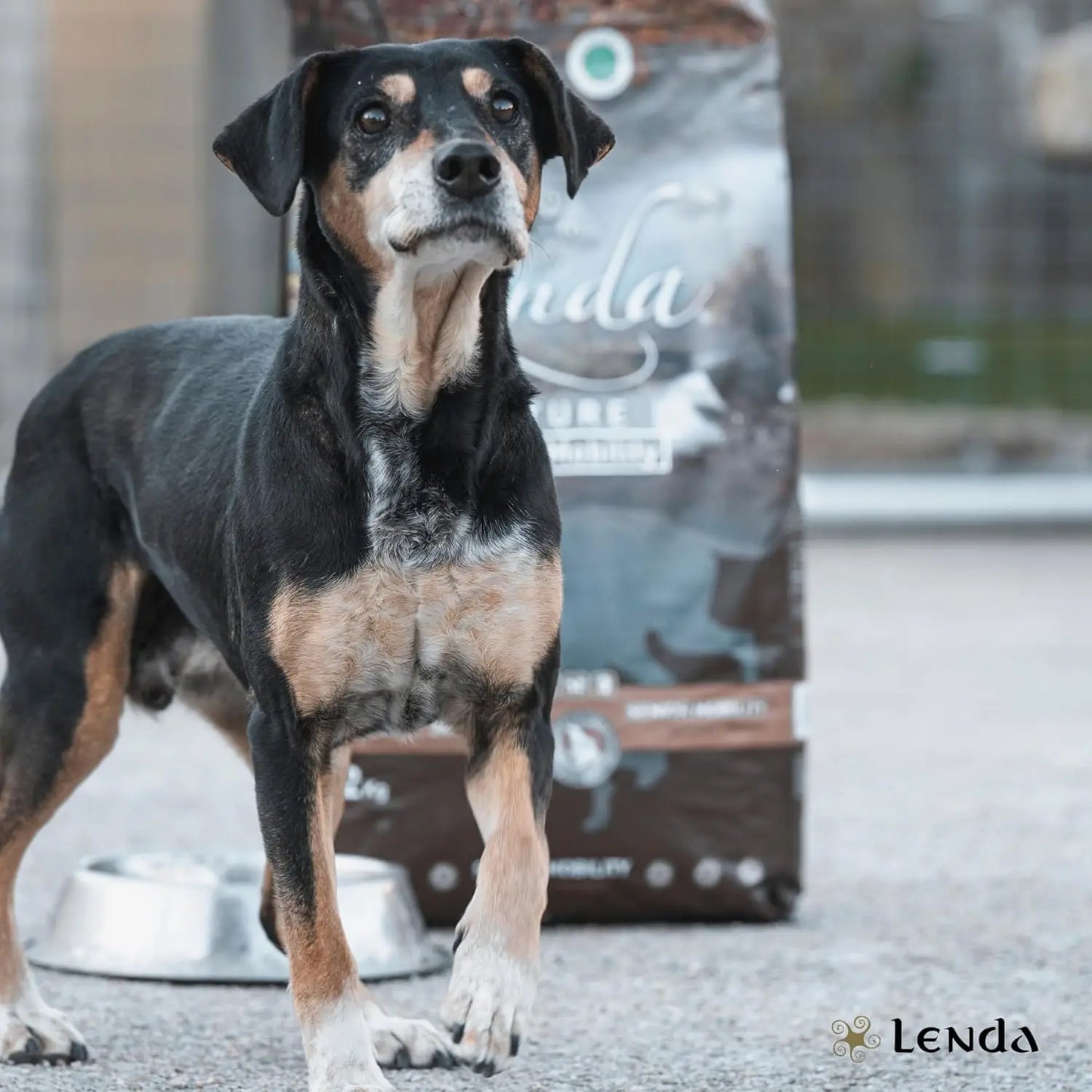 Lenda Senior Mobility 12 kg - Natural Dog Food for Senior Dogs, Rich in Turkey with Joint Support Ingredients like Glucosamine and Chondroitin, Promotes Healthy Weight Control and Digestive Health.
