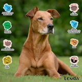 Lenda Senior Mobility 12 kg - Natural Dog Food for Senior Dogs, Rich in Turkey with Joint Support Ingredients like Glucosamine and Chondroitin, Promotes Healthy Weight Control and Digestive Health.