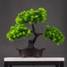 Wolong pine 27x32