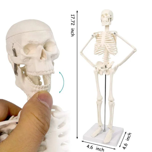 Modelo anatômico do esqueleto humano, ferramenta da instrução e do treinamento da espinha, 45cm