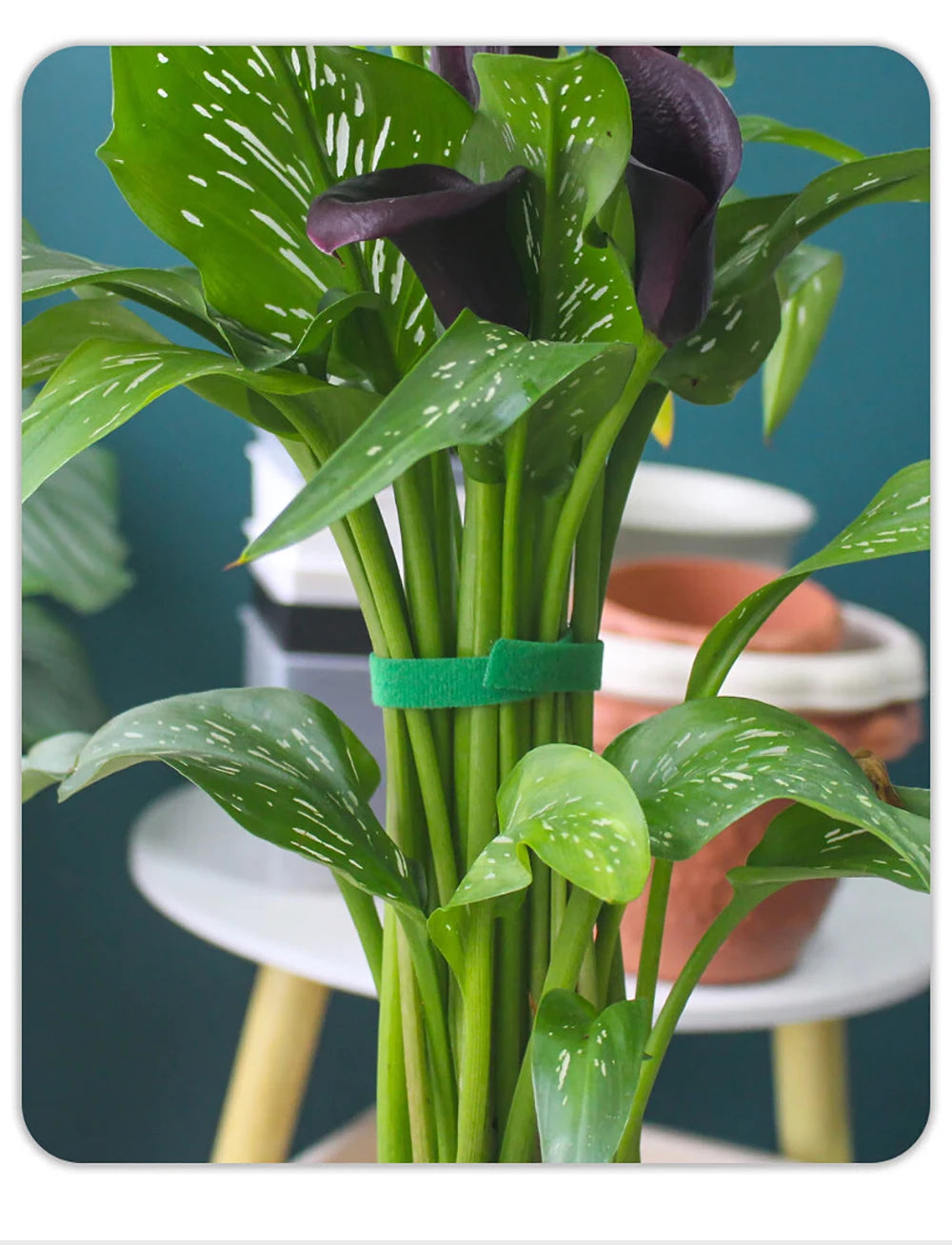 Brida de nailon para jardín, reutilizable, con cierre de velcro, para plantas, flores, trepadoras y en crecimiento.