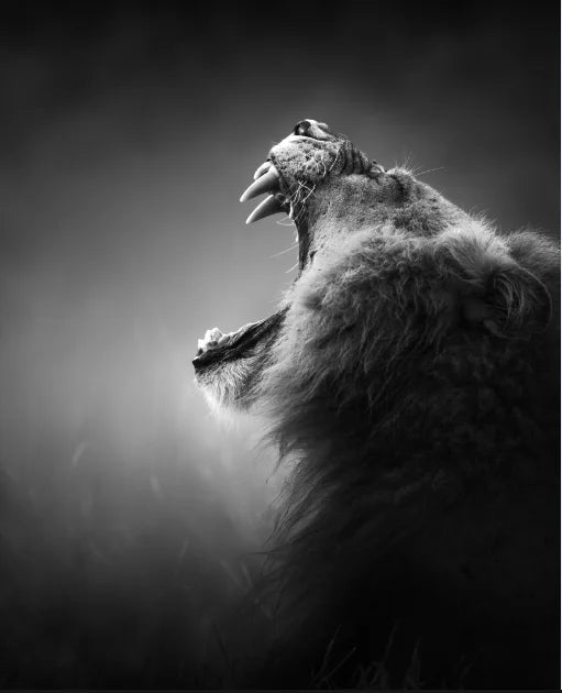 Canvas Painting Animal Wall Art Lion Elephant Hippo Zebra Poster And Modern Minimalist Photo Wall Living Room Bedroom Decoration