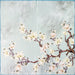 No 19 Flor de cerezo