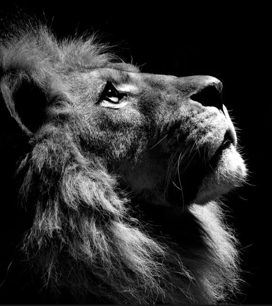 Canvas Painting Animal Wall Art Lion Elephant Hippo Zebra Poster And Modern Minimalist Photo Wall Living Room Bedroom Decoration