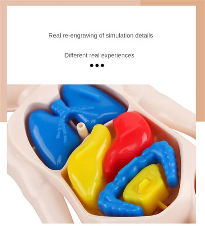 14-Piece Set Children's Science and Education Human Body Organ Model Assembled Early Education Toys