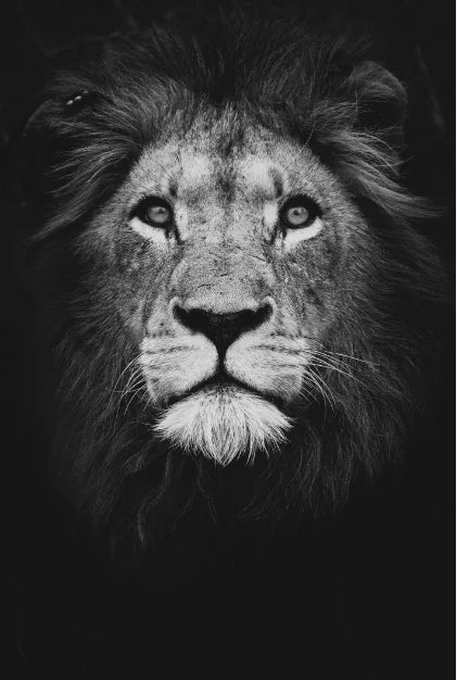 Canvas Painting Animal Wall Art Lion Elephant Hippo Zebra Poster And Modern Minimalist Photo Wall Living Room Bedroom Decoration