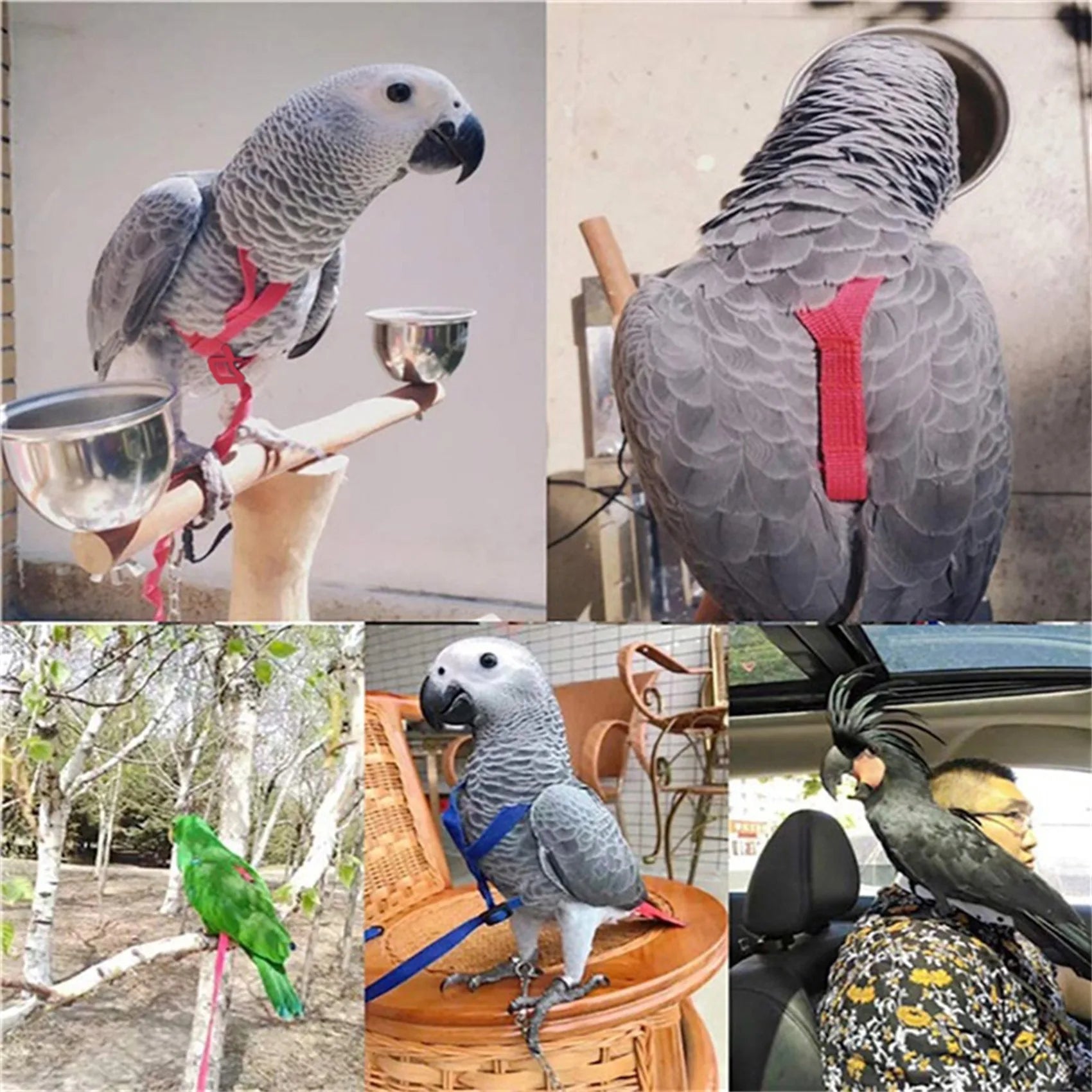 Anti-Bite Parrot Harness Leash Training Rope Bird Flying Leash for Pet Birds Durable Bird Harness Leash for Parrot
