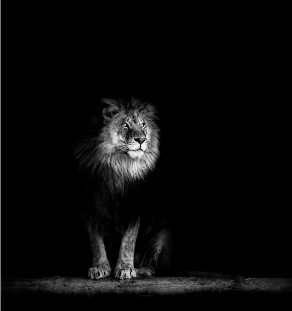 Canvas Painting Animal Wall Art Lion Elephant Hippo Zebra Poster And Modern Minimalist Photo Wall Living Room Bedroom Decoration