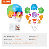 VEVOR-Life Size Painted Human Skull Model, PVC, Detachable, Anatomy, Professional Teaching, Learning, Apprenticeship 