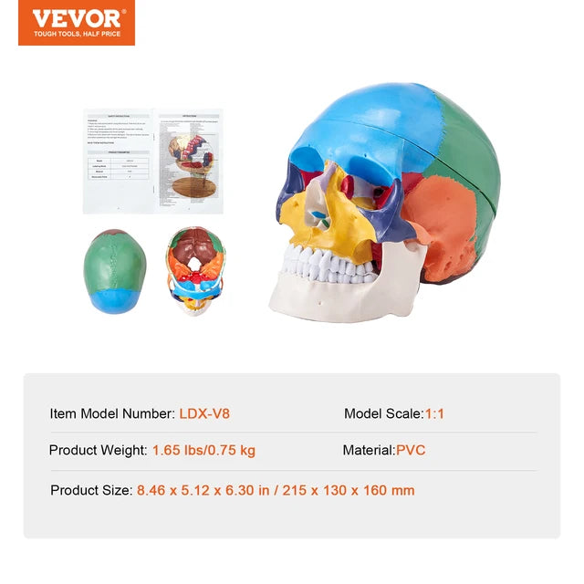 VEVOR-Life Size Painted Human Skull Model, PVC, Detachable, Anatomy, Professional Teaching, Learning, Apprenticeship 