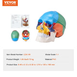 VEVOR-Life Size Painted Human Skull Model, PVC, Detachable, Anatomy, Professional Teaching, Learning, Apprenticeship 