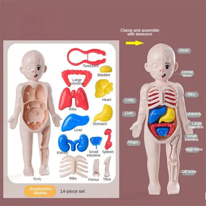 14-Piece Set Children's Science and Education Human Body Organ Model Assembled Early Education Toys