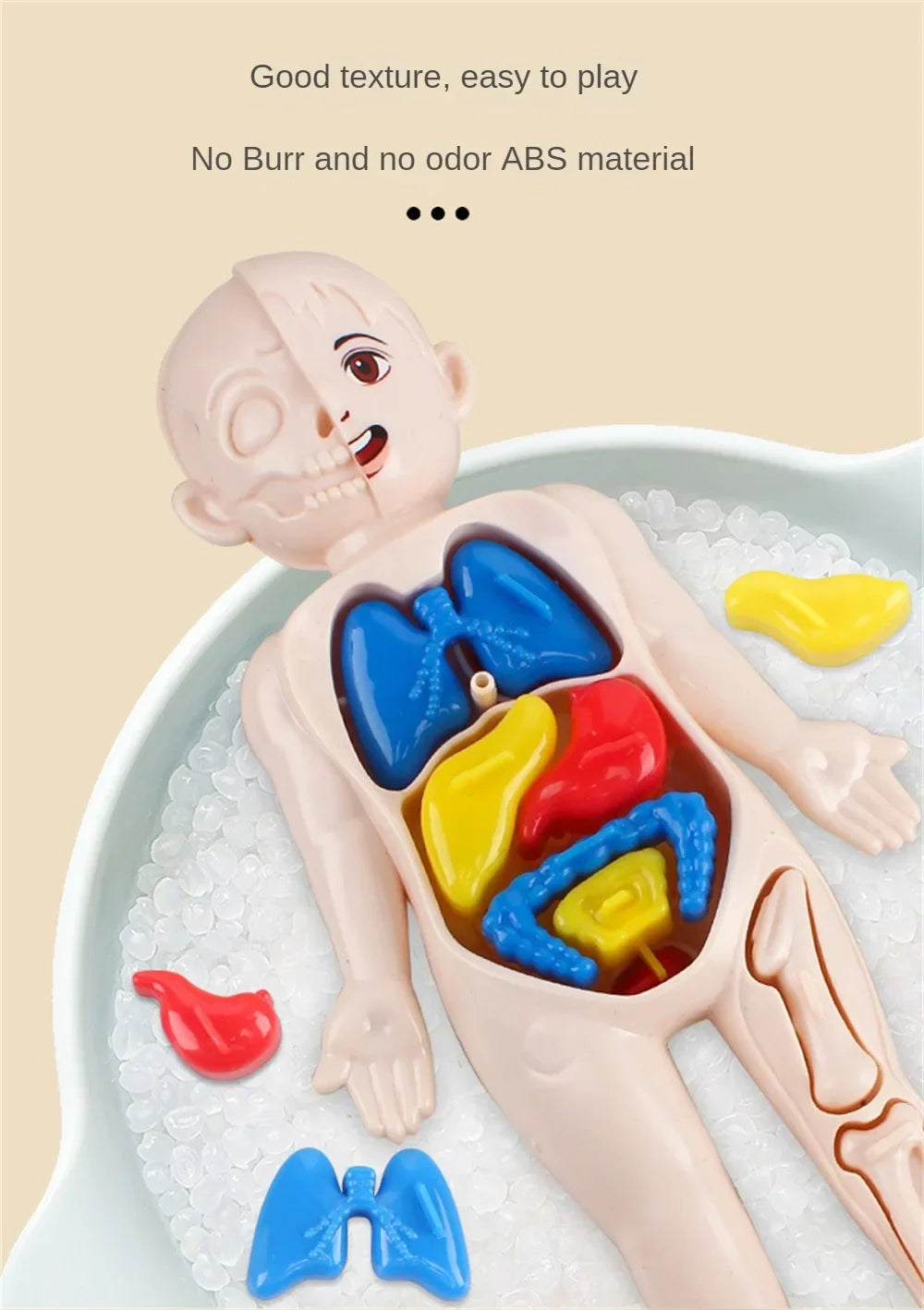 14-Piece Set Children's Science and Education Human Body Organ Model Assembled Early Education Toys