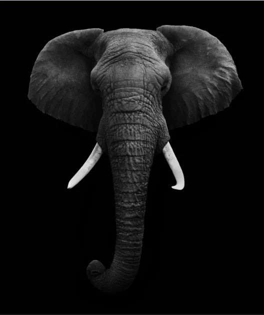 Canvas Painting Animal Wall Art Lion Elephant Hippo Zebra Poster And Modern Minimalist Photo Wall Living Room Bedroom Decoration