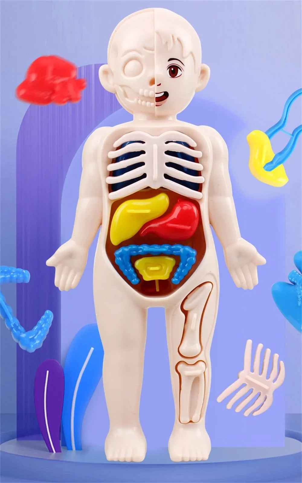 14-Piece Set Children's Science and Education Human Body Organ Model Assembled Early Education Toys