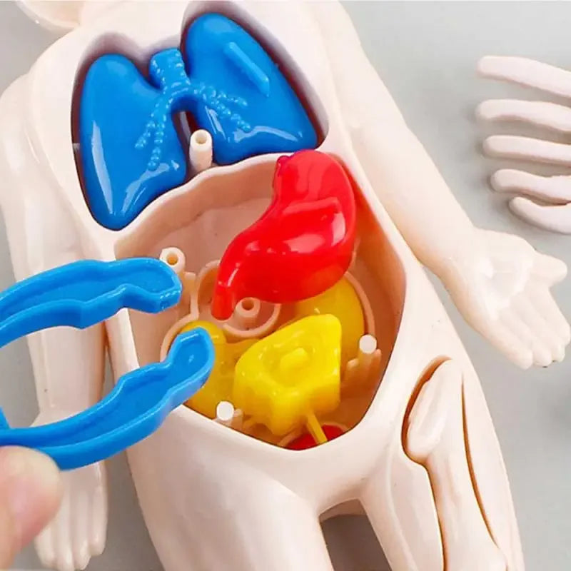 14-Piece Set Children's Science and Education Human Body Organ Model Assembled Early Education Toys