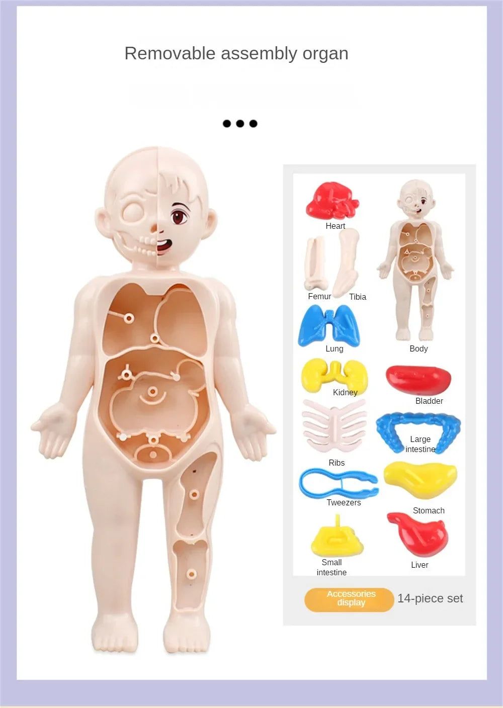 14-Piece Set Children's Science and Education Human Body Organ Model Assembled Early Education Toys