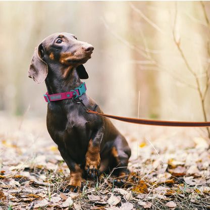1.5M 3M 15M Medium small Long Dog Leash 10M Latex Silk Easy and Convenient Light Training Big Dog Leashes 5 meter