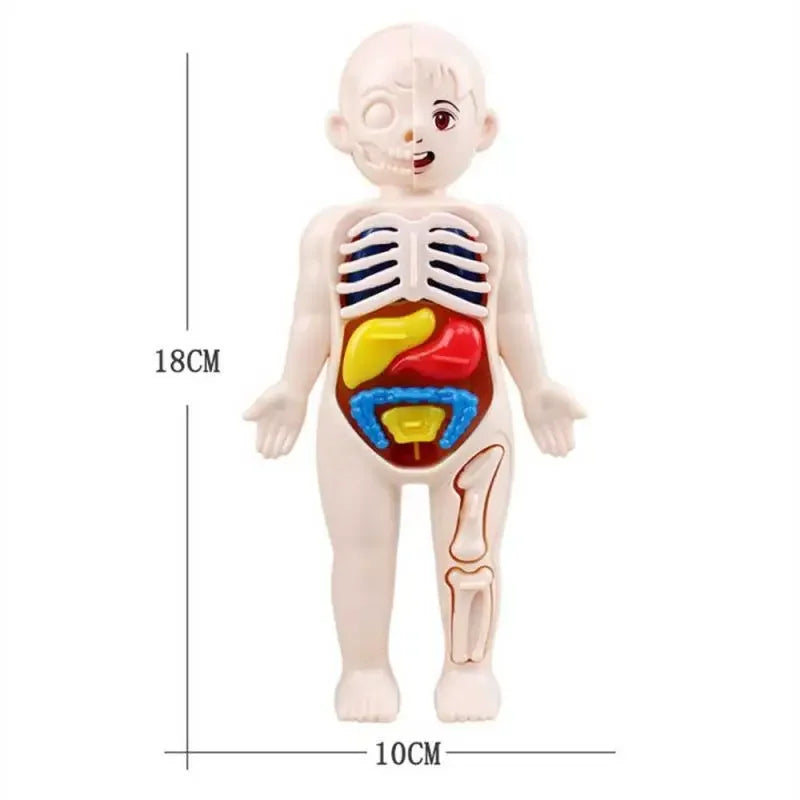 14-Piece Set Children's Science and Education Human Body Organ Model Assembled Early Education Toys