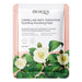 camellia