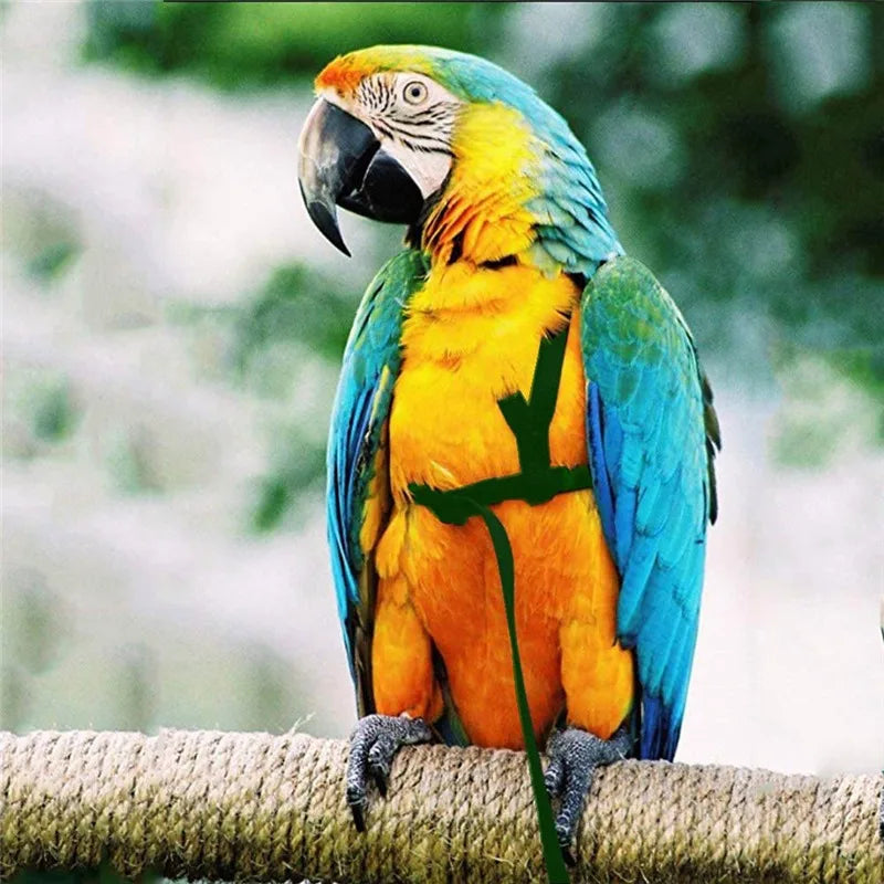 Anti-Bite Parrot Harness Leash Training Rope Bird Flying Leash for Pet Birds Durable Bird Harness Leash for Parrot