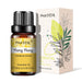 Ylang Ylang