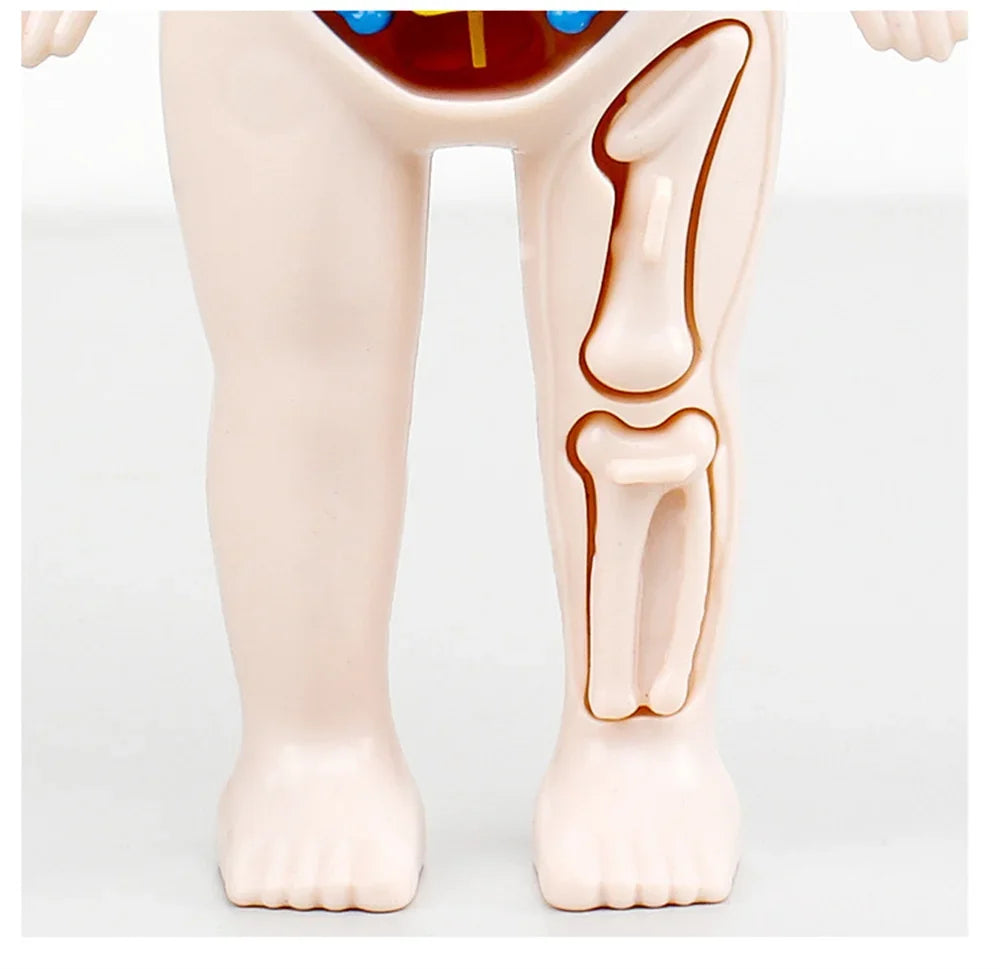 14-Piece Set Children's Science and Education Human Body Organ Model Assembled Early Education Toys
