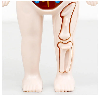 14-Piece Set Children's Science and Education Human Body Organ Model Assembled Early Education Toys
