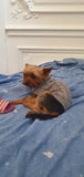 Knitted Clothes For Dogs Chihuahua Sweater For Small Dogs Winter Clothes For Sphinx Cat Dog Sweater For York Warm Dog Clothes