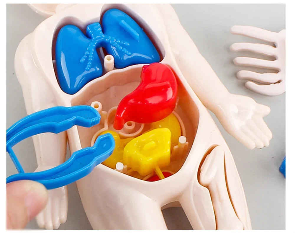 14-Piece Set Children's Science and Education Human Body Organ Model Assembled Early Education Toys