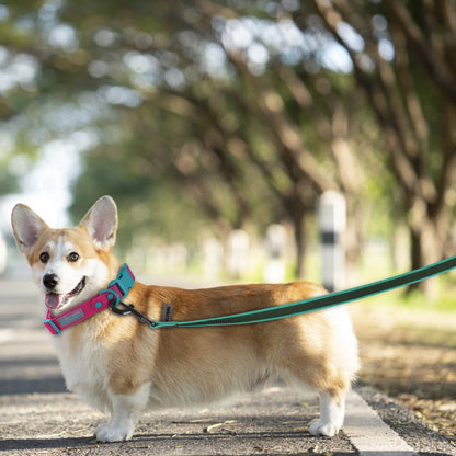 1.5M 3M 15M Medium small Long Dog Leash 10M Latex Silk Easy and Convenient Light Training Big Dog Leashes 5 meter