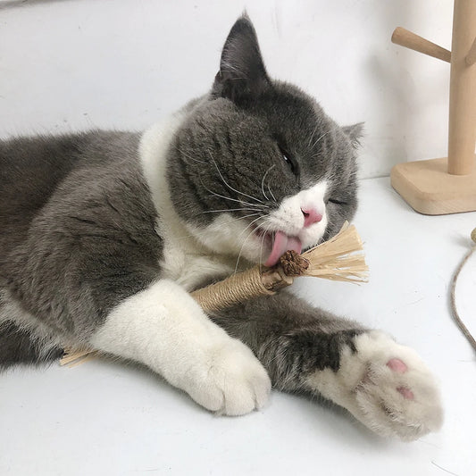 Palitos de Matatabi Natural para Gatos, Limpiadores de Dientes, Hierba Gatera, Juguetes para Gatos, Actinidia Silvervine, Juguete para Mascotas, Accesorios para Gatos
