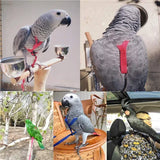 Anti-Bite Parrot Harness Leash Training Rope Bird Flying Leash for Pet Birds Durable Bird Harness Leash for Parrot