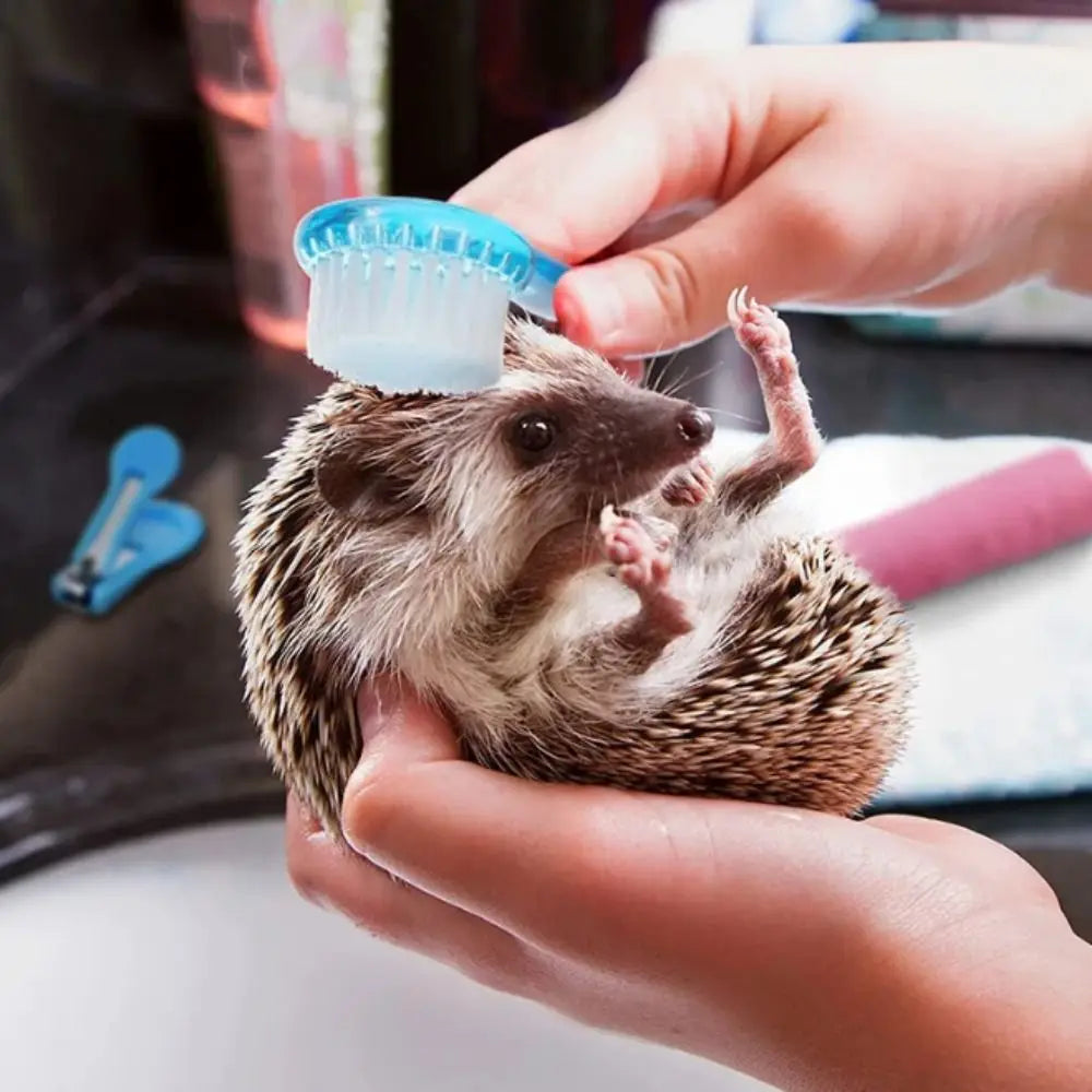 Animal Grooming Brush Soft Cleaning Tools Guinea Pig for Hedgehog Massage Small Bathing Hamster 1pc Combs