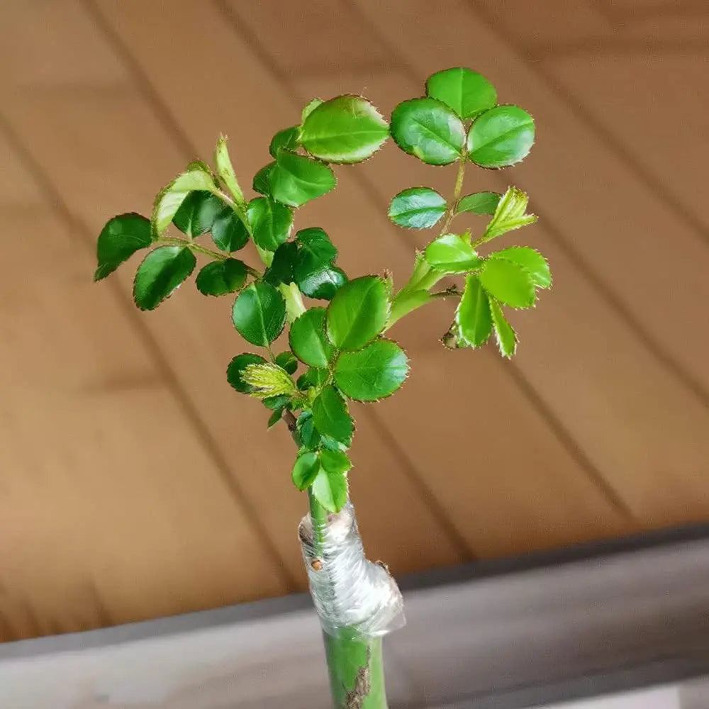 Cinta de injerto flexible de polietileno autoadhesiva, rollo de cinta para injertar árboles y plantas, estirable, 3/4 cm de ancho, 1 unidad.
