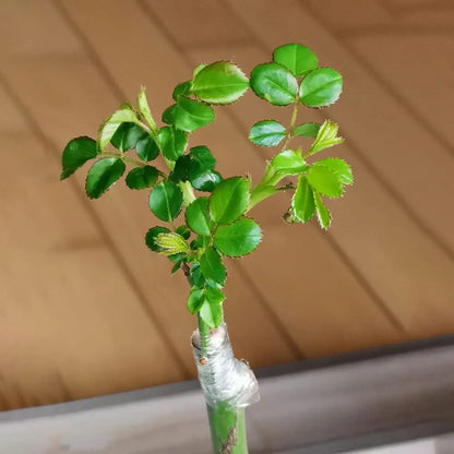 Cinta de injerto flexible de polietileno autoadhesiva, rollo de cinta para injertar árboles y plantas, estirable, 3/4 cm de ancho, 1 unidad.
