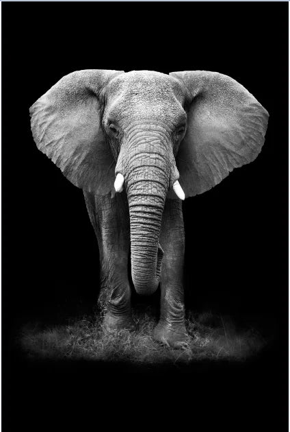Canvas Painting Animal Wall Art Lion Elephant Hippo Zebra Poster And Modern Minimalist Photo Wall Living Room Bedroom Decoration